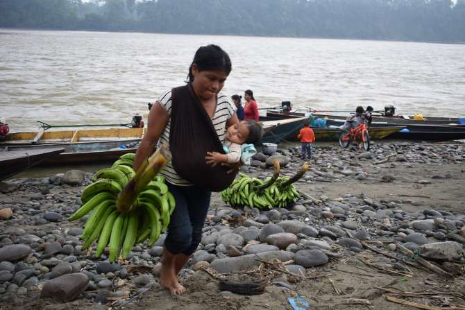  Mujeres wampís exportan a Ecuador plátanos de bosques conservados