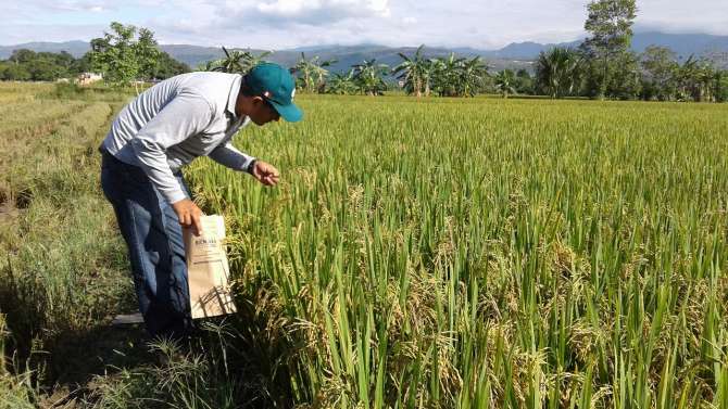  San Martín muestra un incremento del 26% de la superficie sembrada de arroz