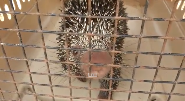  Rescatan del tráfico ilegal a fauna silvestre en peligro de extinción en Loreto