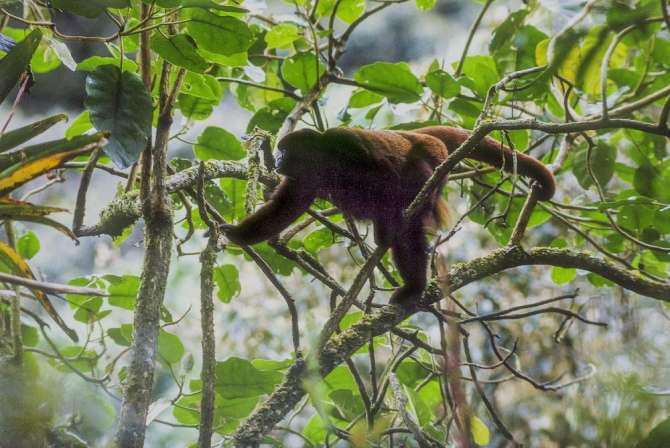  Bosques nubosos de Shunté y Mishollo en San Martín se convierten en área protegida