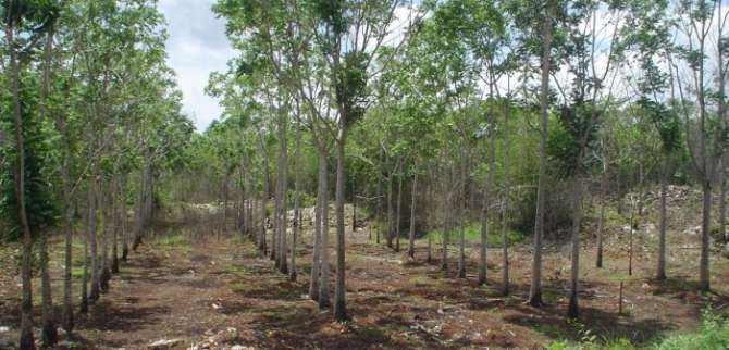  Analizan desarrollo de  agroforestería como impulsora de la resiliencia climática y seguridad alimentaria