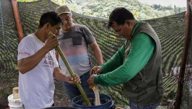  Devida mejora calidad de grano de cacao en San Martín fomentando cuidado del medio ambiente