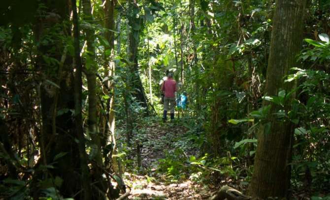  Conservarán más de 225 mil hectáreas de bosques en Madre de Dios