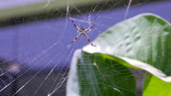  Se incrementa riesgo de mordedura de araña casera por cambio de estación
