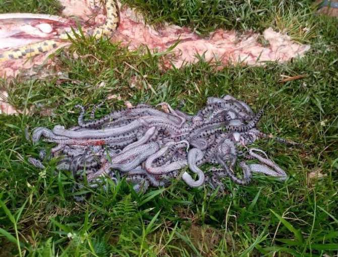  En Loreto: Matan anaconda de 8 metros junto a sus 32 crías