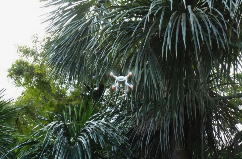 Científicos usan drones y ciencia para cuidar las palmeras de la Amazonía