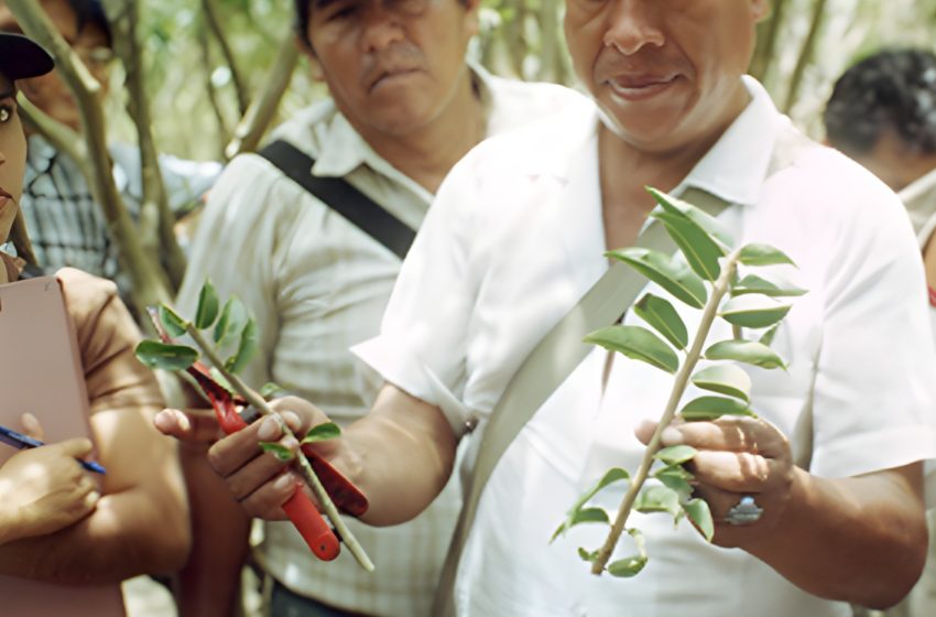  IIAP consolida material genético de Camu Camu con niveles superiores de vitamina C y rendimiento