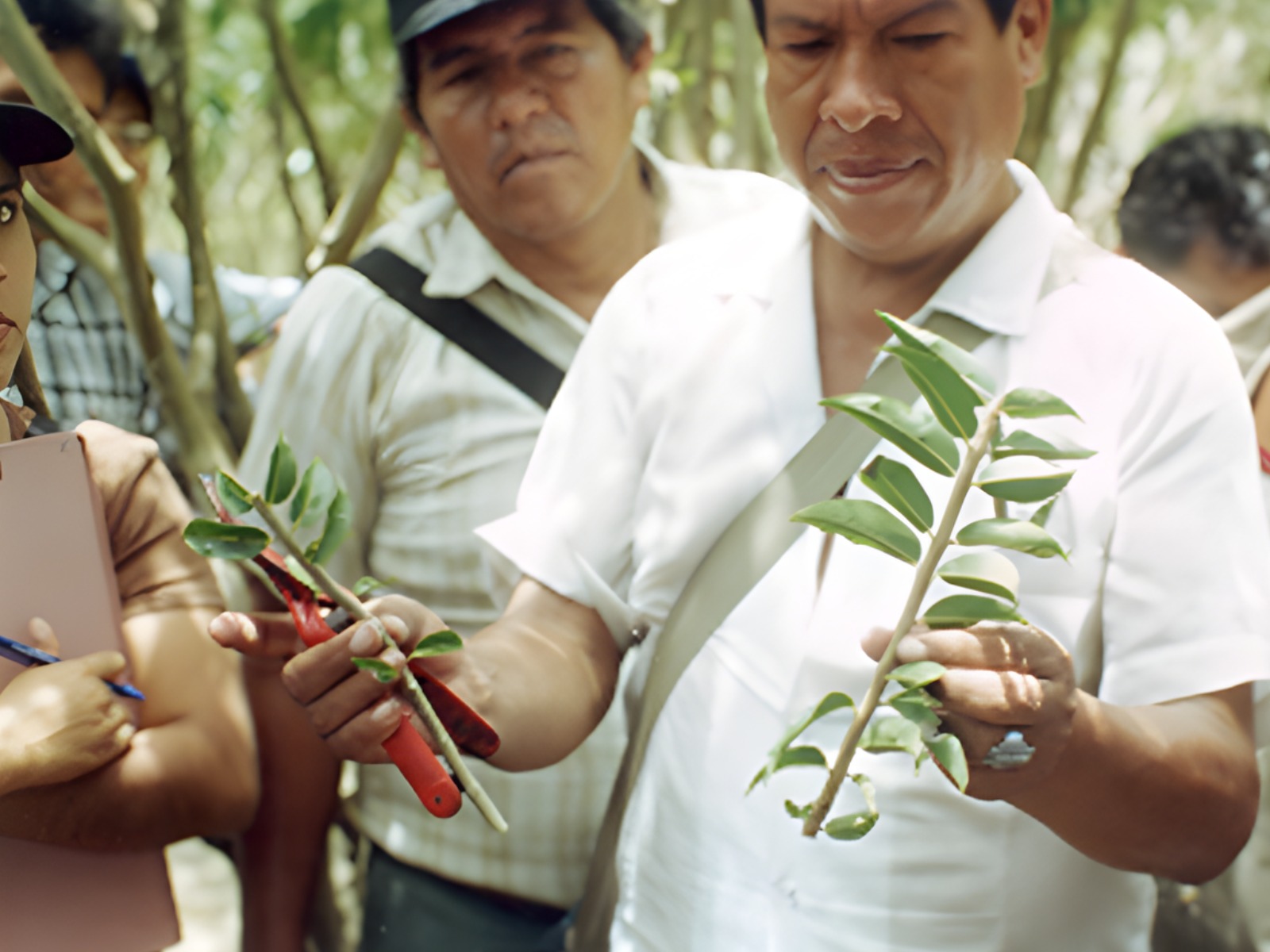 IIAP consolida material genético de Camu Camu con niveles superiores de vitamina C y rendimiento
