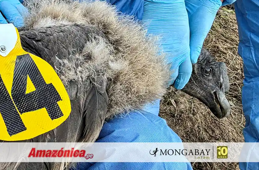 Uchuy: el primer polluelo de cóndor andino con un transmisor satelital en Perú