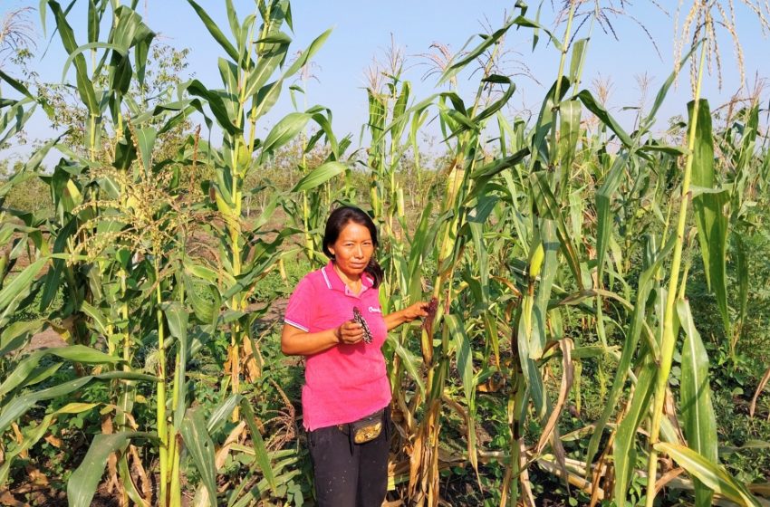  xito de la agricultura familiar: el maíz morado de los Andes se adapta a los suelos inundables de Ucayali