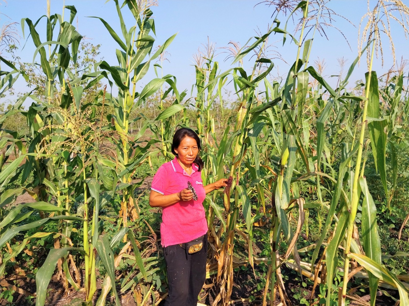 xito de la agricultura familiar: el maíz morado de los Andes se adapta a los suelos inundables de Ucayali