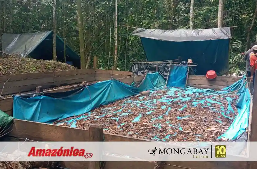  Redes criminales ya afectan al 32 % de territorios indígenas en la Amazonía