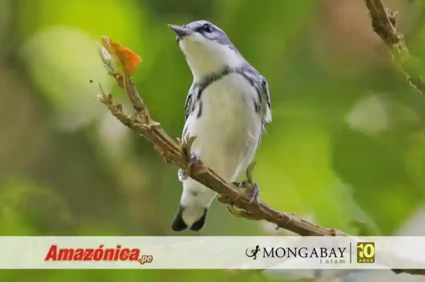 Reinita cerúlea (Setophaga cerulea) macho fotografiado en Costa Rica. Foto: cortesía Asociación Ambiental Cerúlea