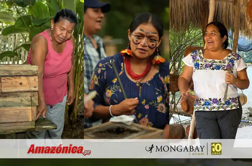  Día Mundial de las Abejas: tres iniciativas de mujeres indígenas para proteger a estos polinizadores en Latinoamérica