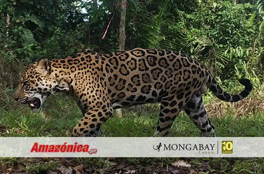 La inteligencia artificial analiza miles de imágenes para estimar densidad de jaguares en la Reserva Nacional Tambopata