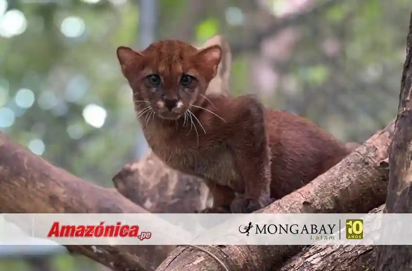 No hace falta una bala: enfermedades de animales domésticos amenazan a los felinos silvestres de Latinoamérica
