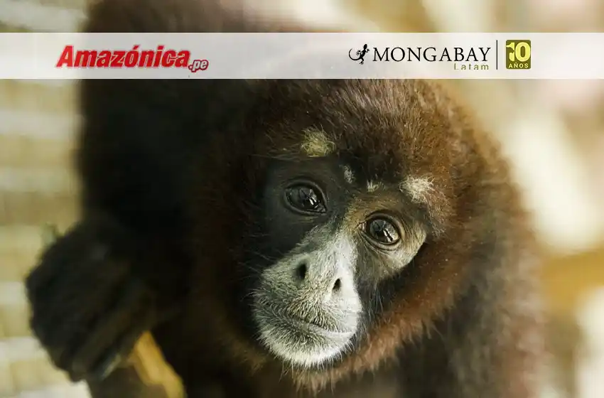 Día Internacional de los Primates: tres experiencias de conservación en Colombia, Perú y Bolivia