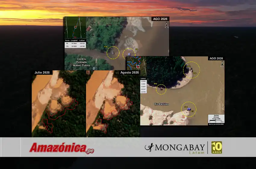 Nuevas alertas de deforestación y dragas mineras en territorios amazónicos de Madre de Dios, Huánuco y Amazonas